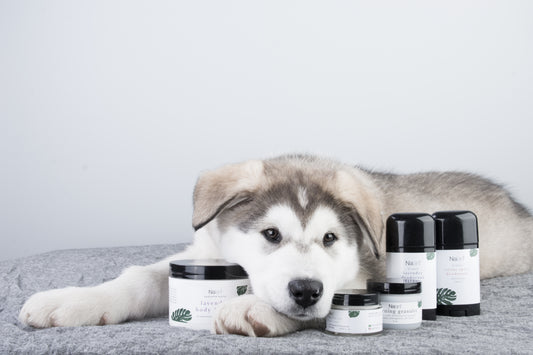 Help Timber Raise Funds for Wolf Spirit Sled Dog Rescue!